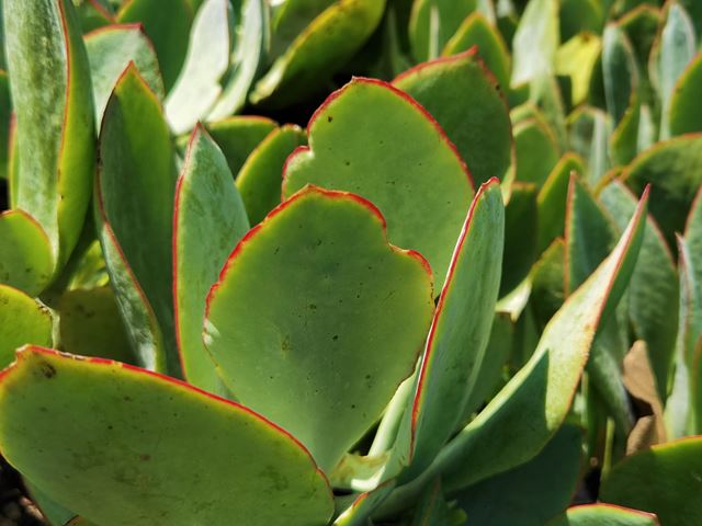 cotyledon orbiculata grey leaf (2) Hardy   Evergreen   Drought resistant   Spreading groundcover   Attracts butterflies and insects   Free flowering